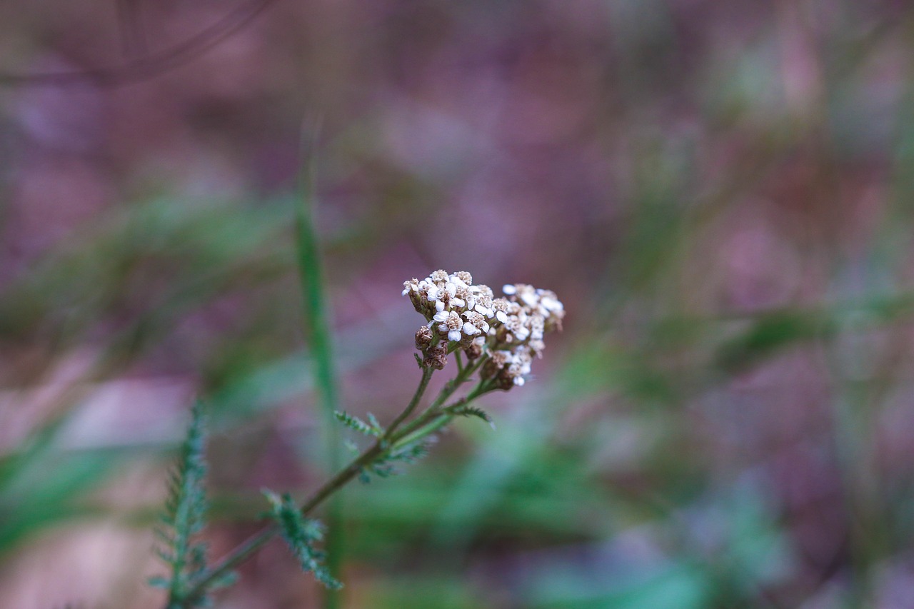 wildflower nature summer flower free photo