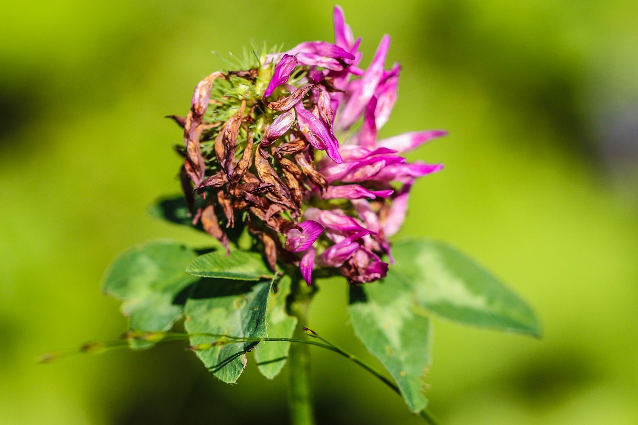 wildflower flower summer flower free photo