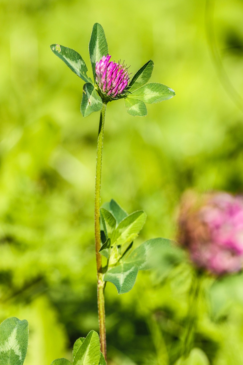 wildflower flower summer flower free photo