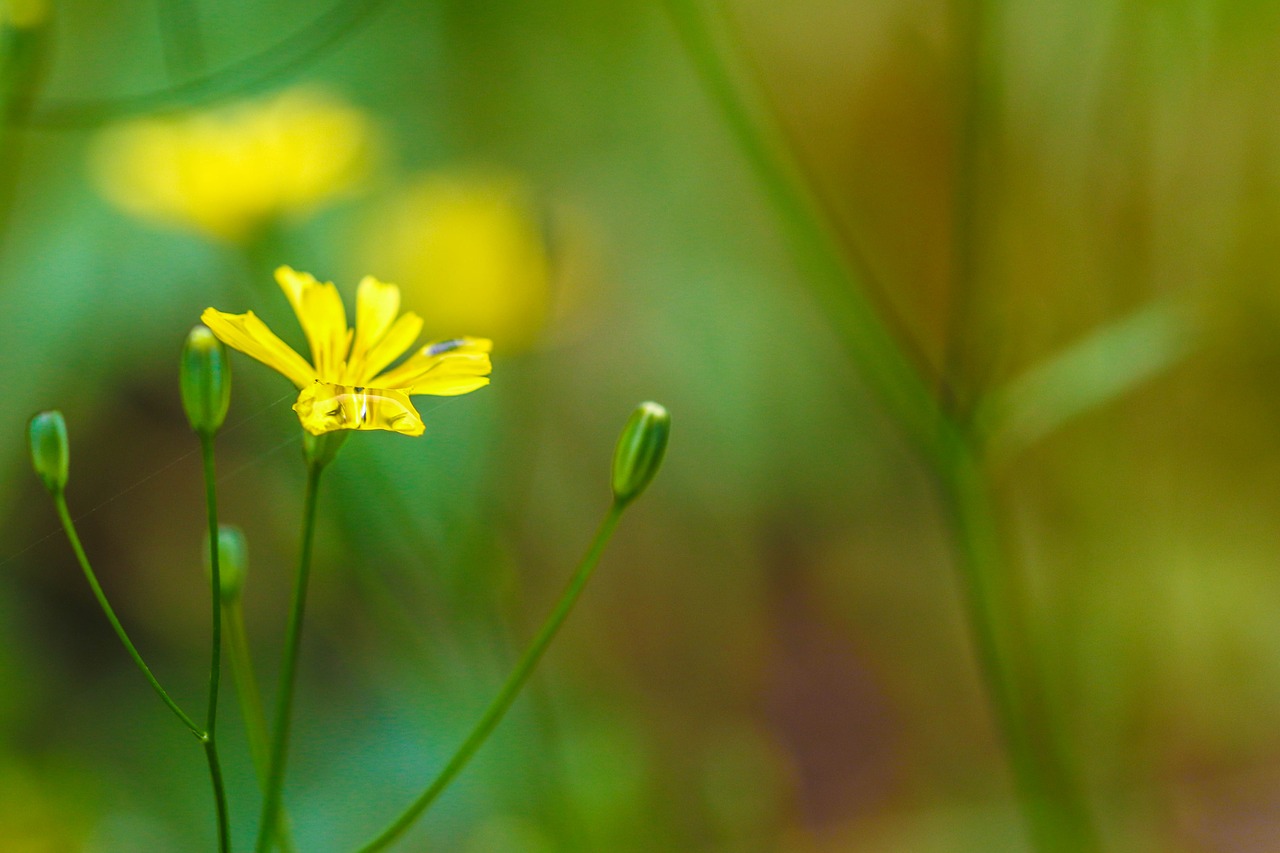 wildflower yellow green free photo