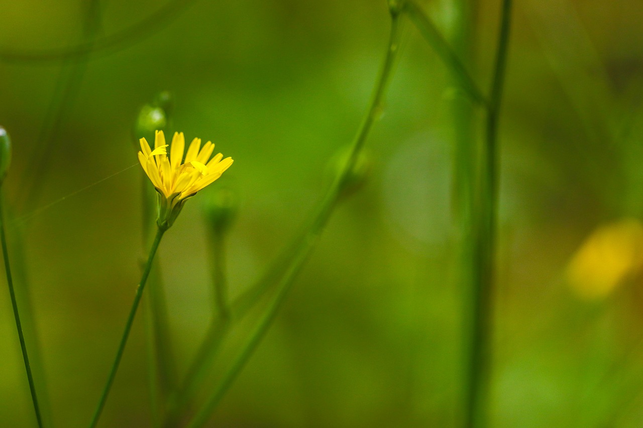 wildflower yellow green free photo