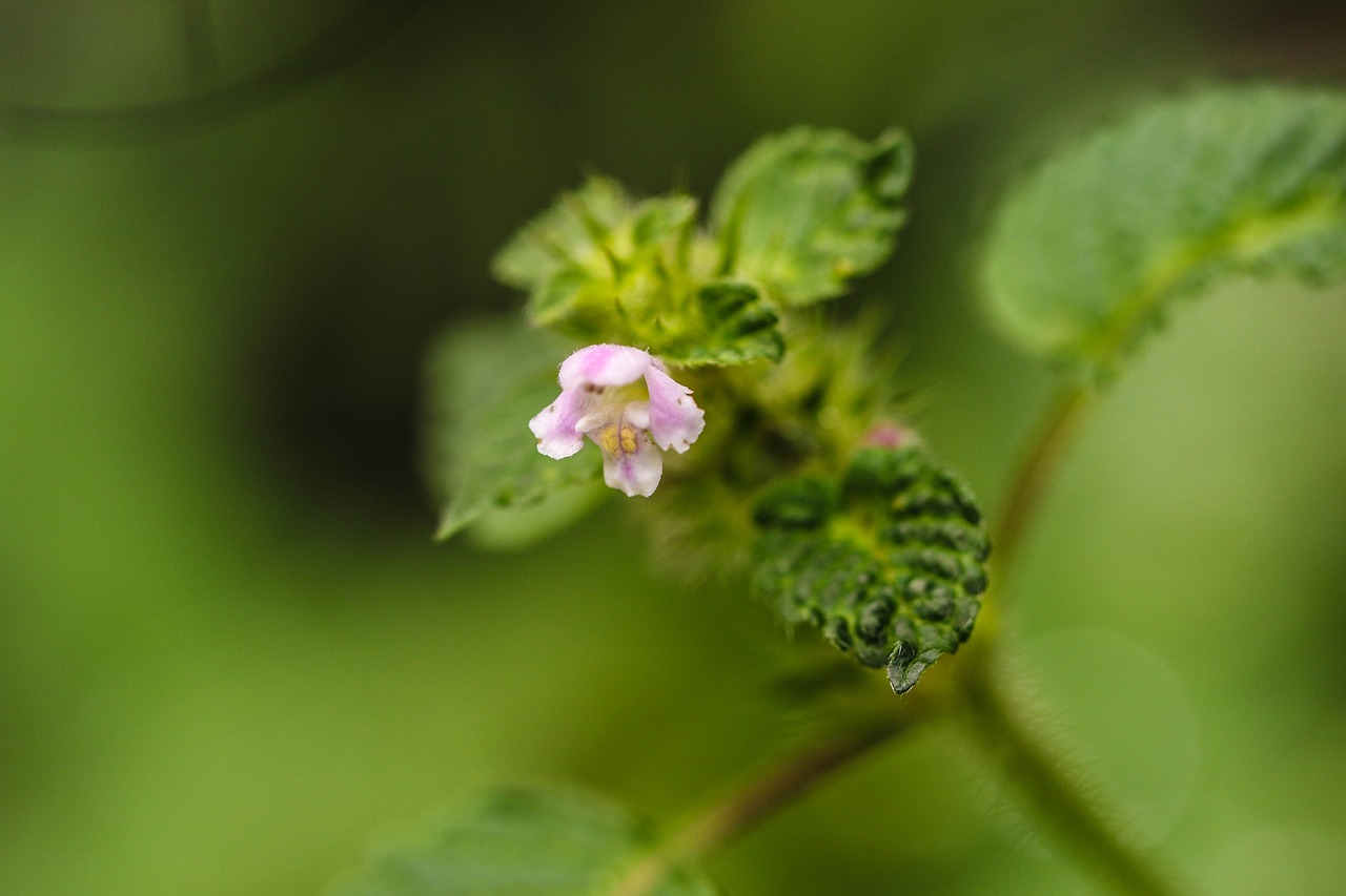 wildflower nature green free photo