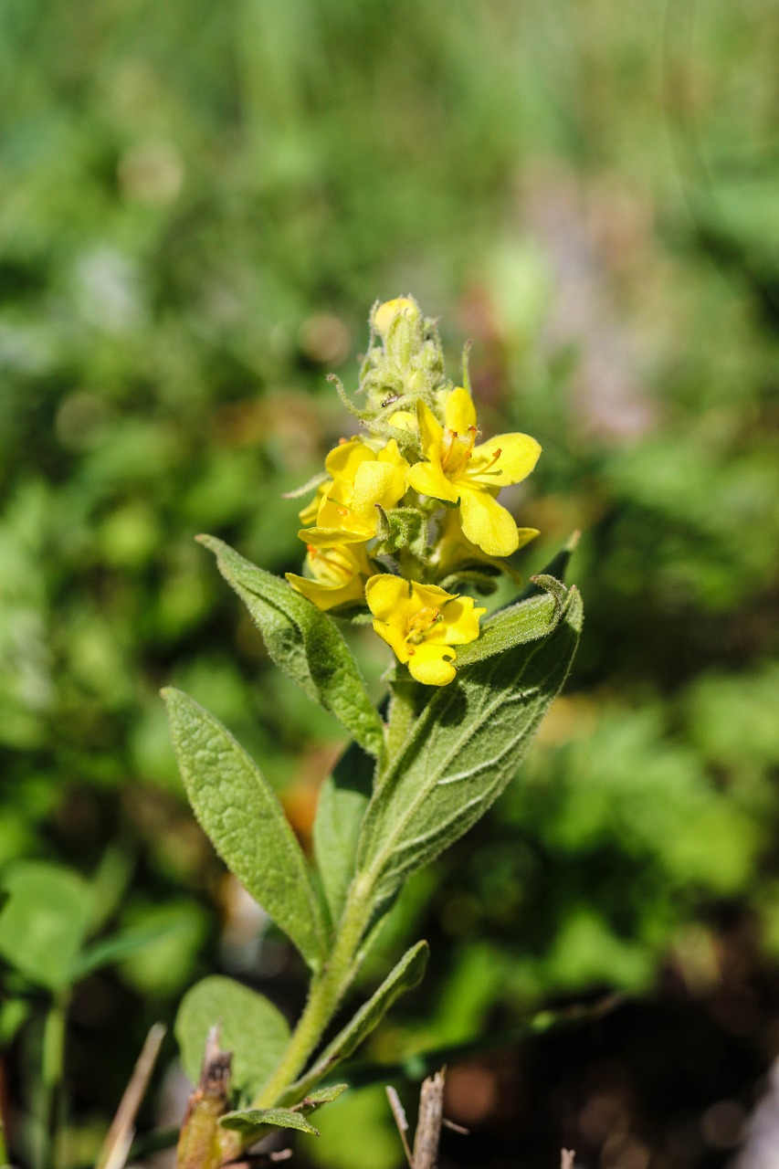 wildflower flower nature free photo