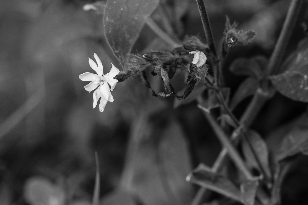 wildflower flower nature free photo