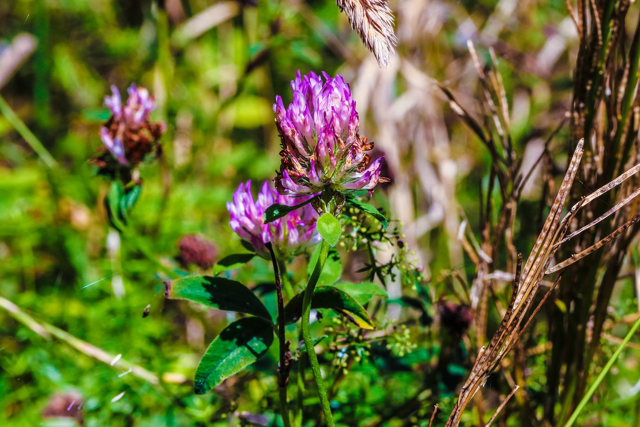 wildflower summer pink free photo