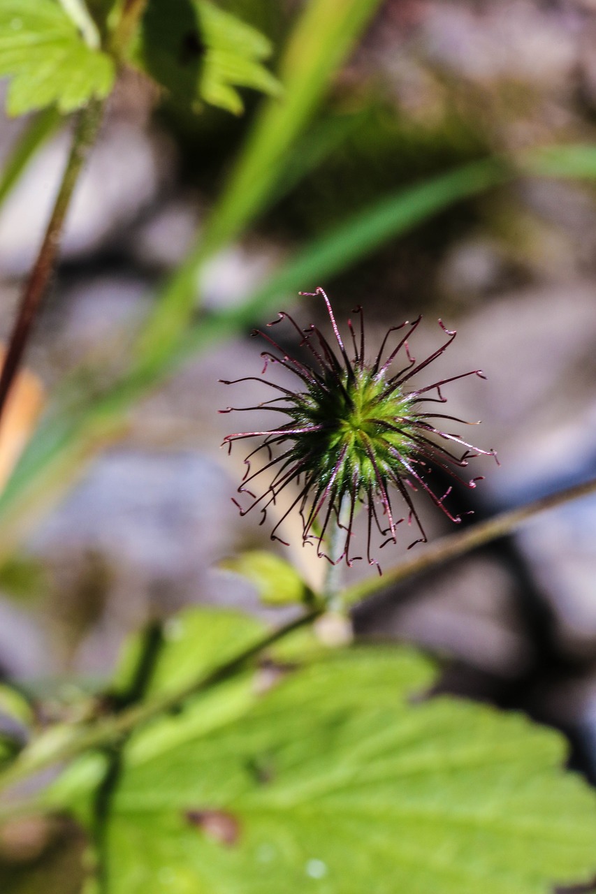 wildflower summer nature free photo