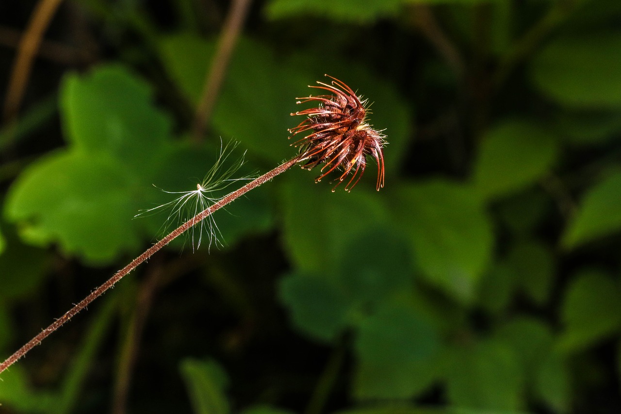 wildflower summer nature free photo