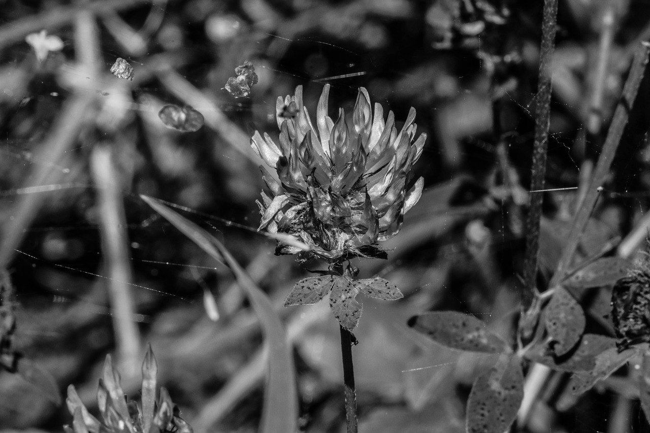 wildflower summer nature free photo