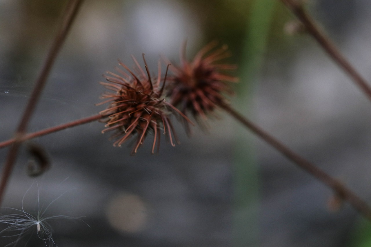 wildflower nature growth free photo