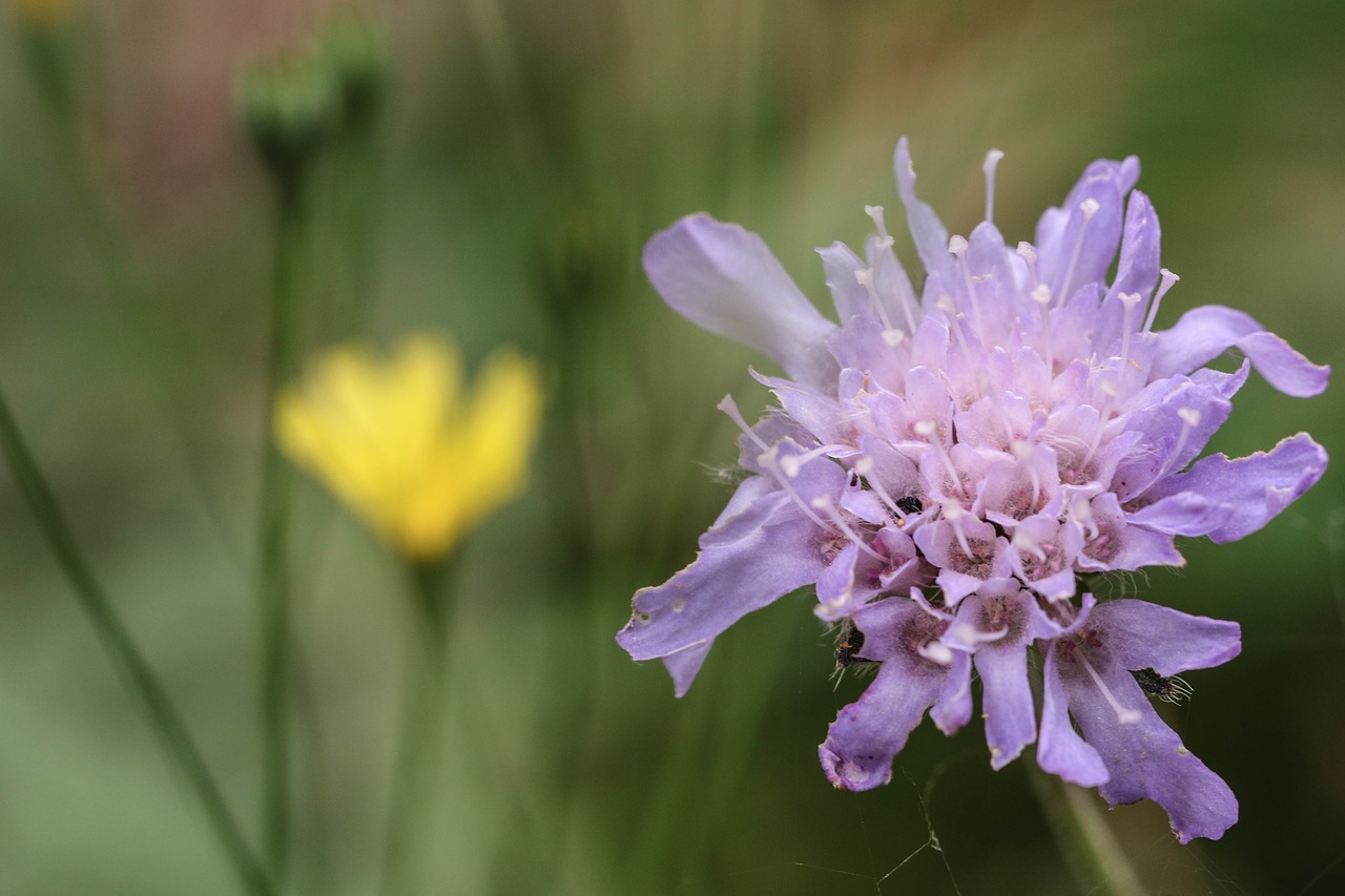 wildflower nature green free photo