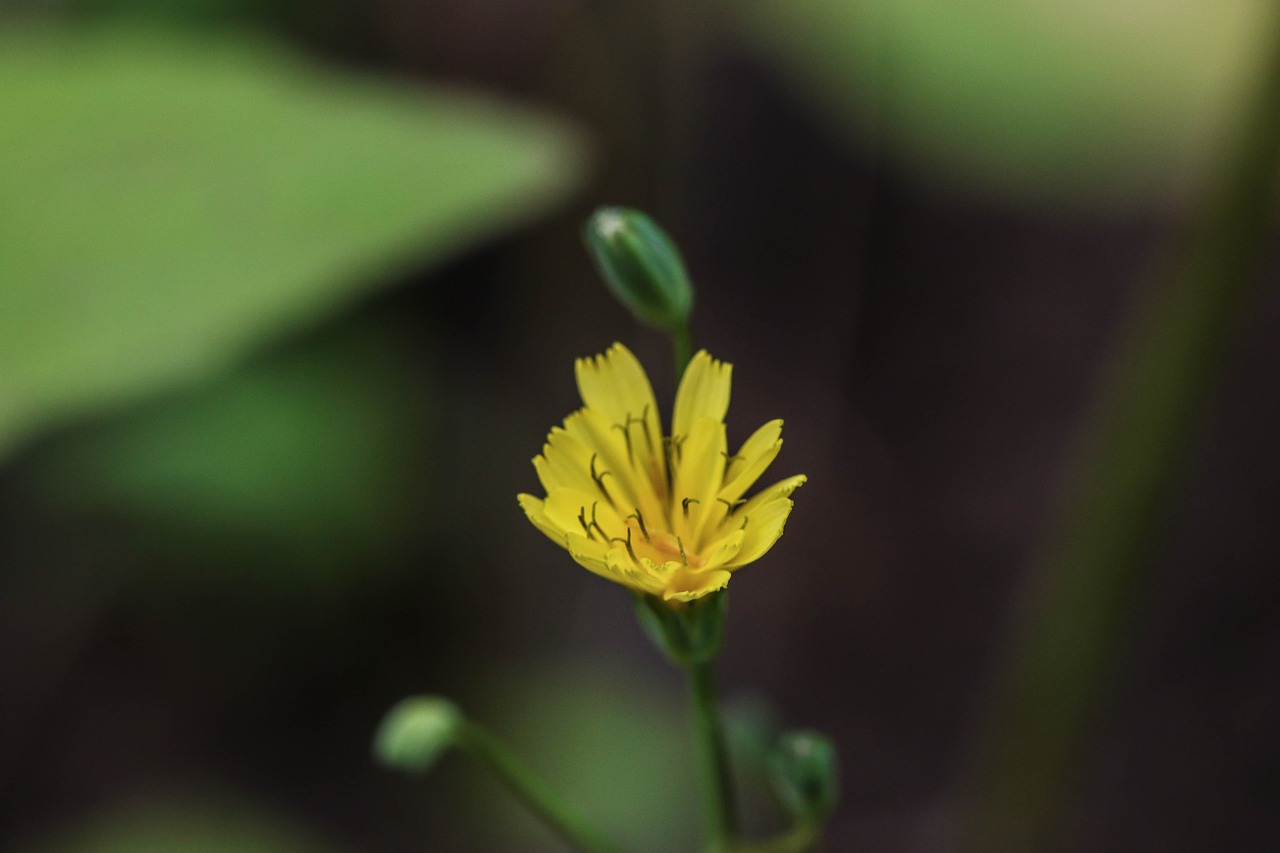 wildflower nature green free photo