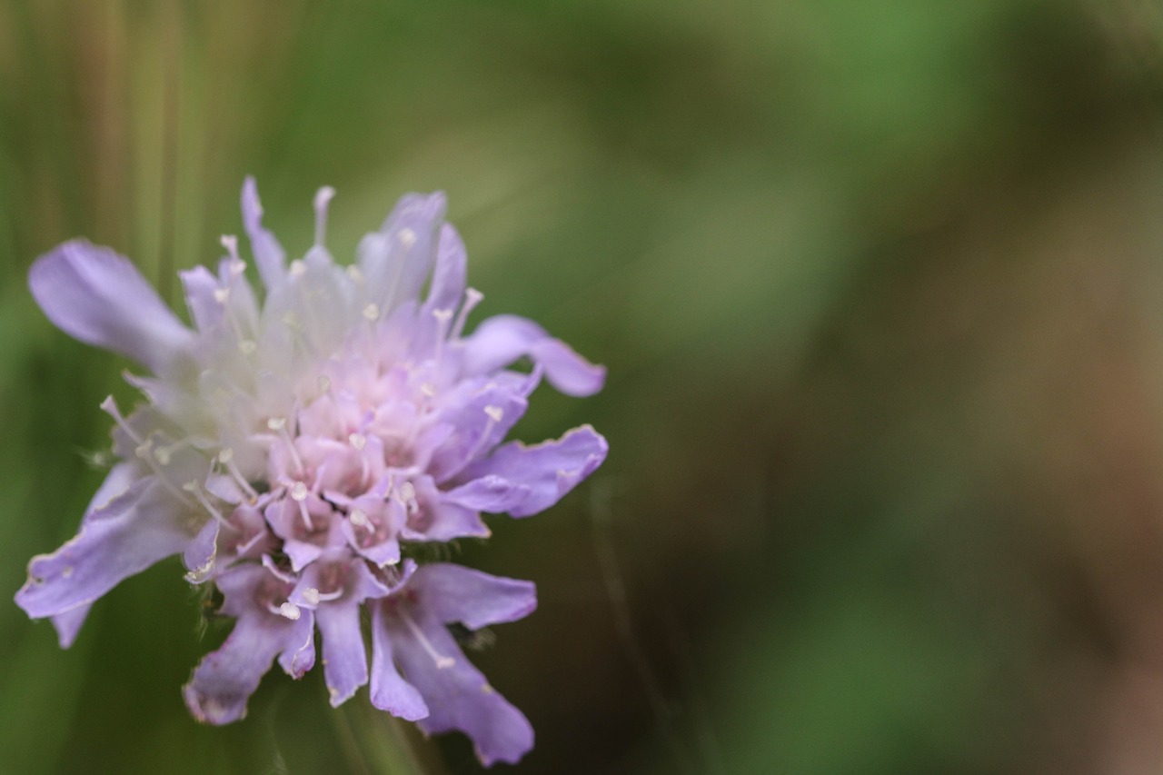 wildflower nature green free photo