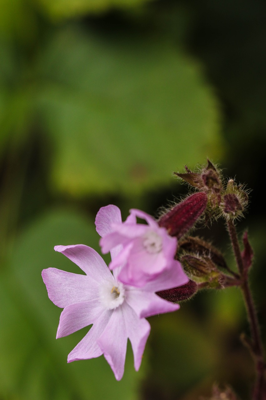 wildflower summer flower macro free photo