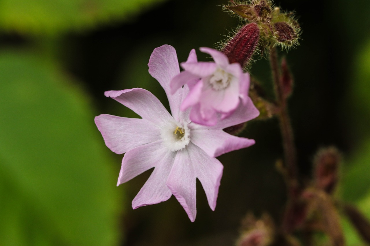 wildflower summer flower macro free photo