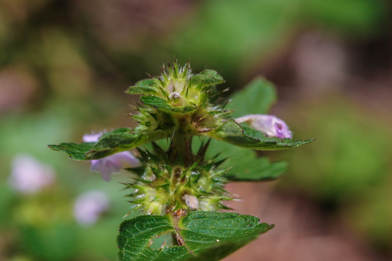 wildflower nature macro free photo