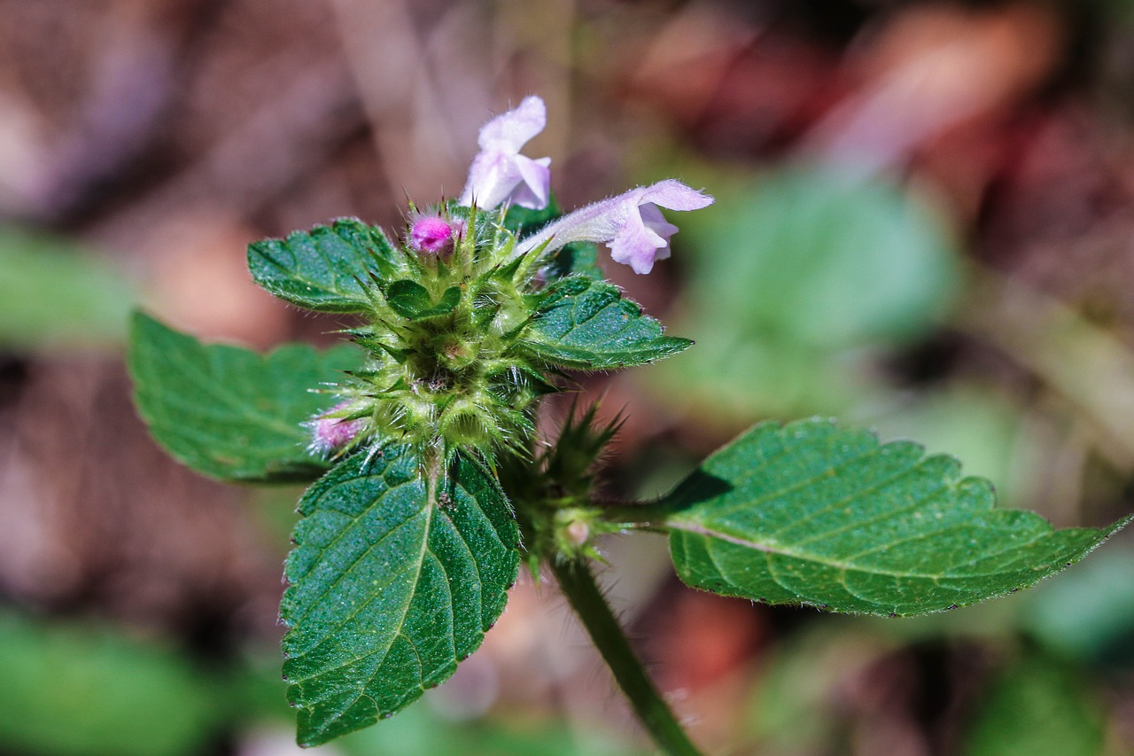 wildflower nature macro free photo