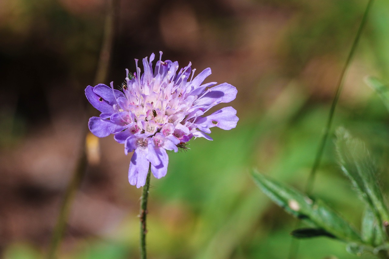 wildflower blue nature free photo