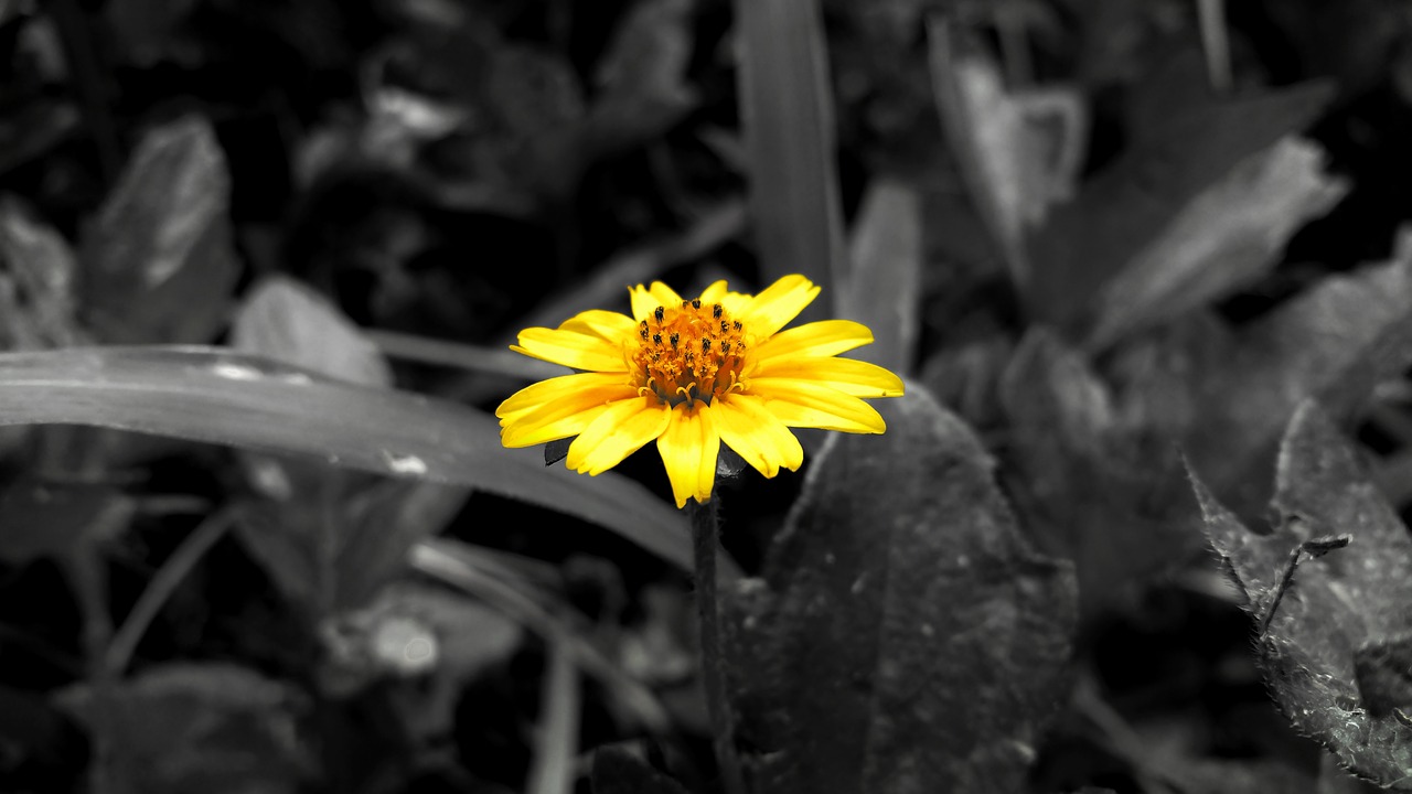 wildflower yellow nature free photo