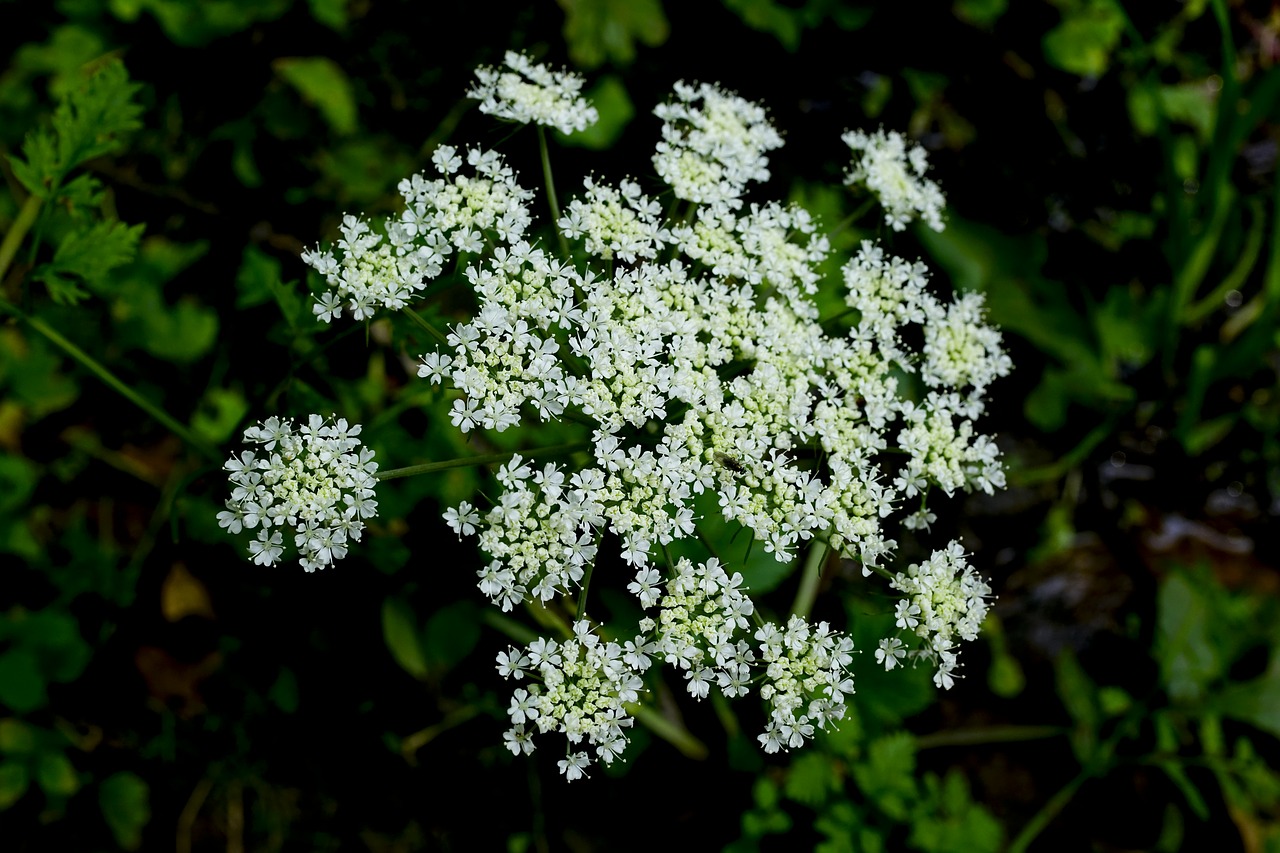 wildflower autumn white flowers free photo