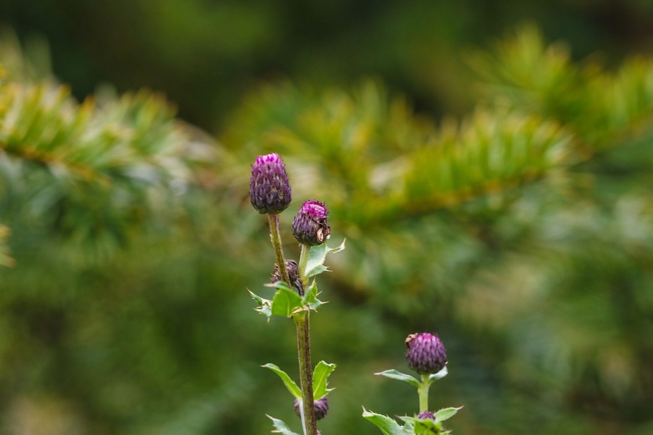 wildflower autumn nature free photo