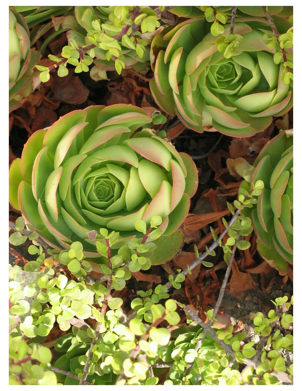 wildflower flower succulent free photo