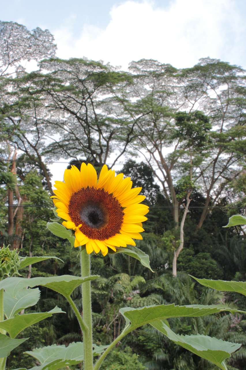 wildflower flower sunflower free photo