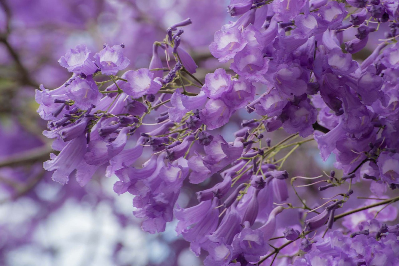 wildflower jacaranda flower free photo