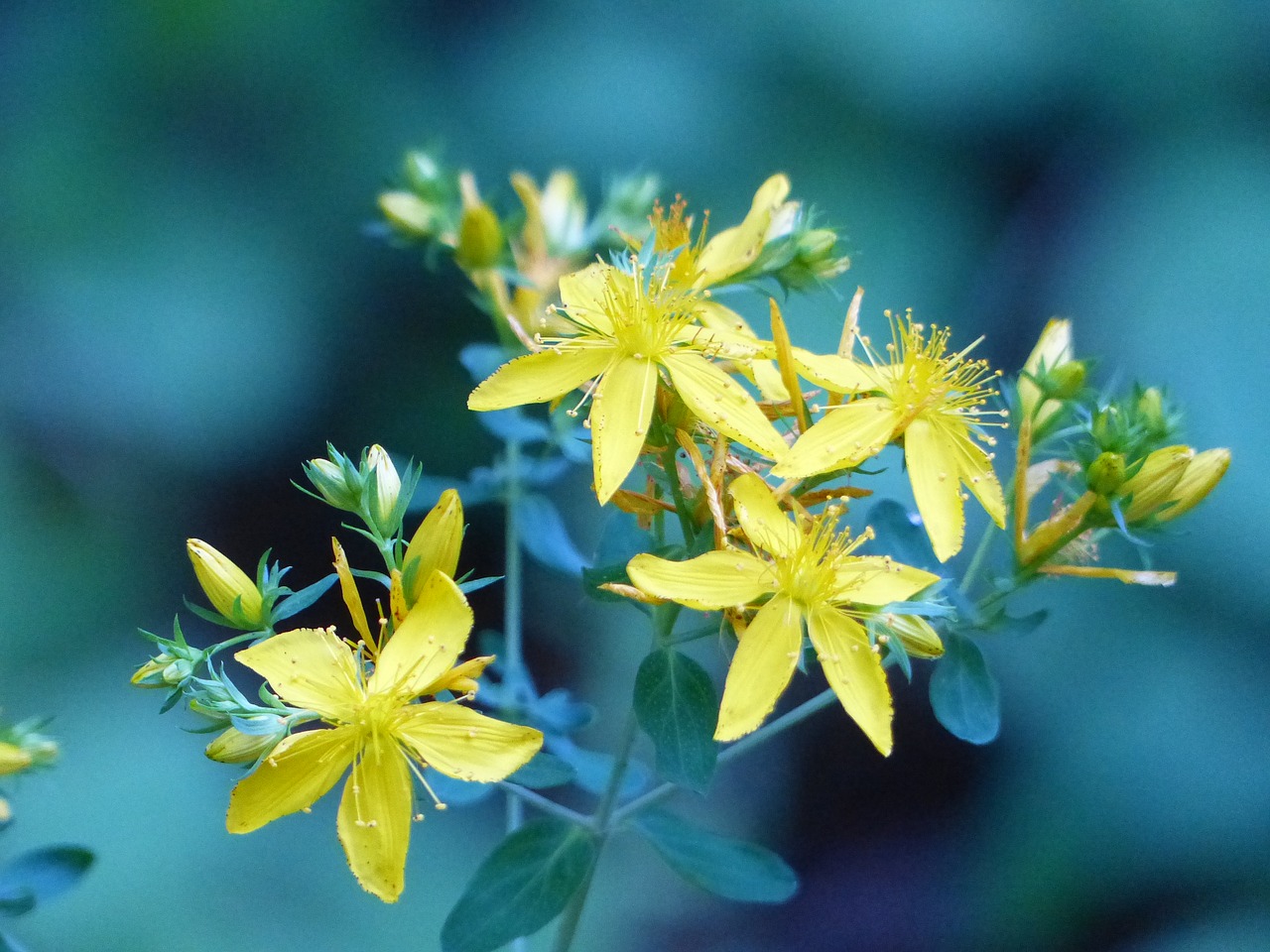 wildflower yellow meadow free photo