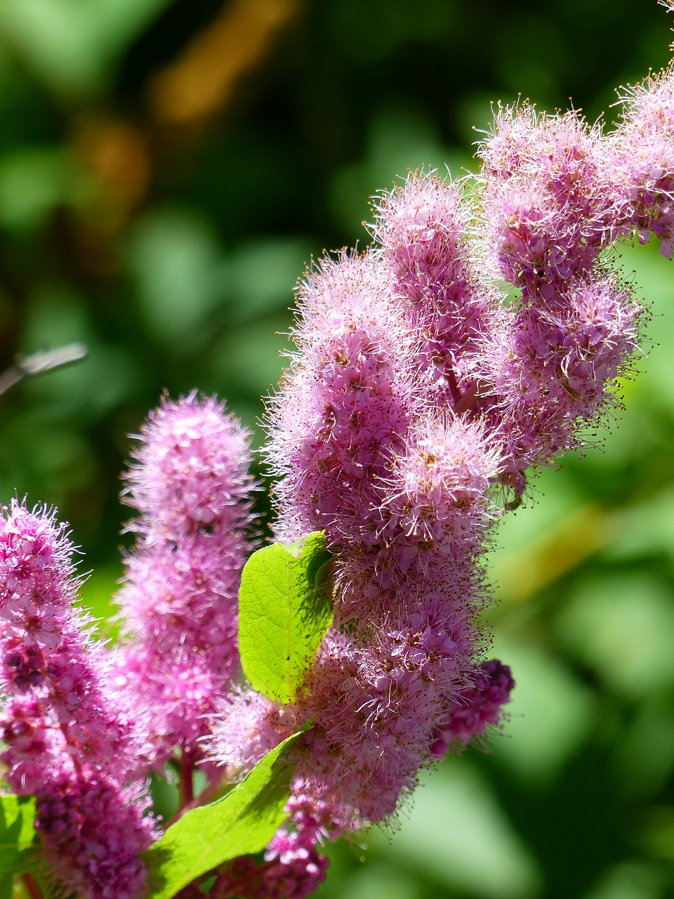 wildflower pink flower free photo