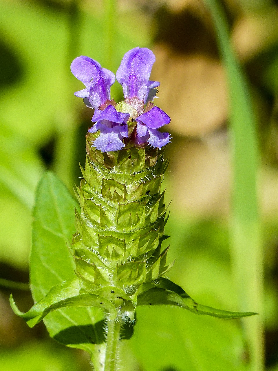 wildflower flower purple free photo