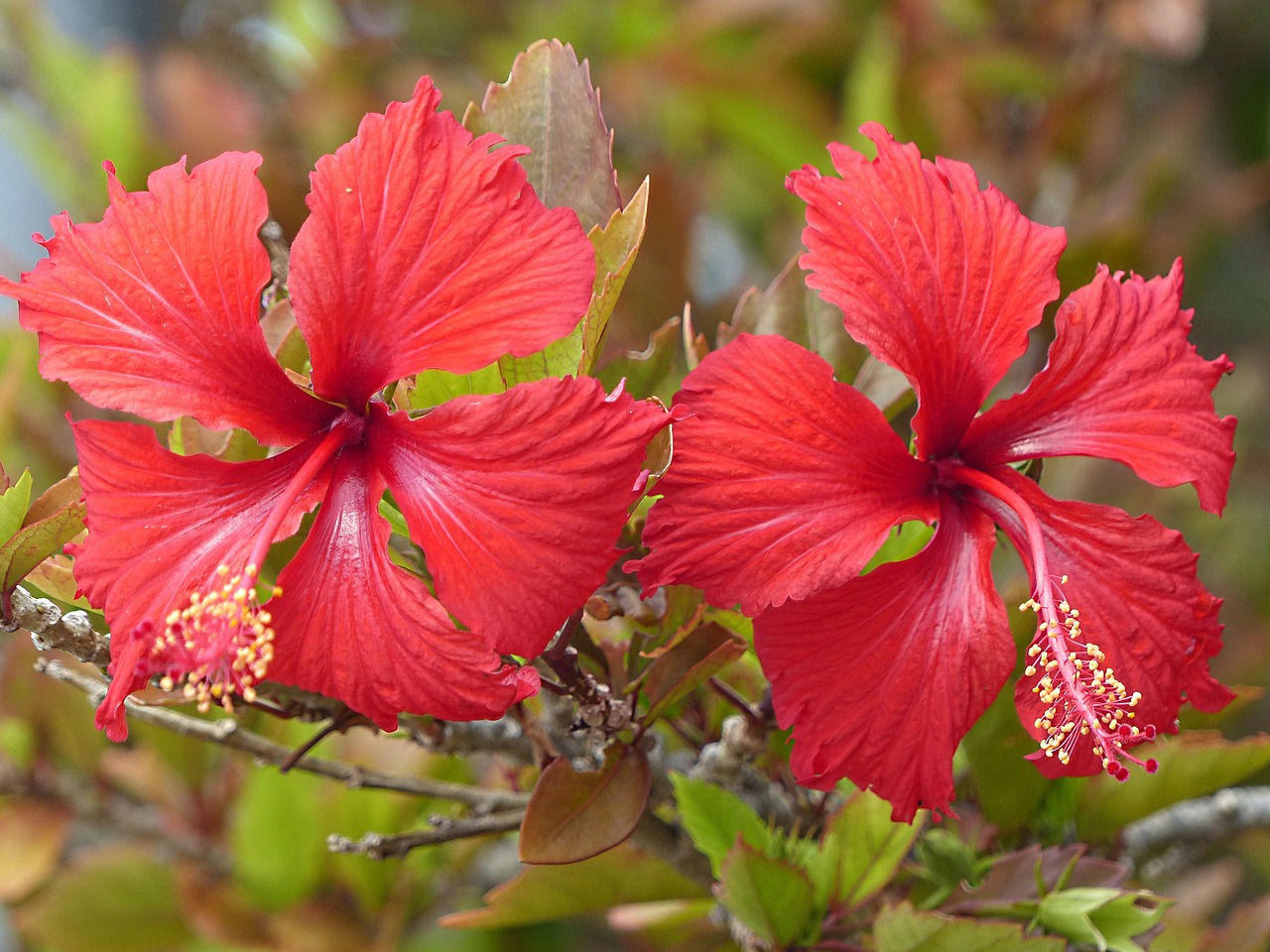 wildflower hibiscus flower free photo