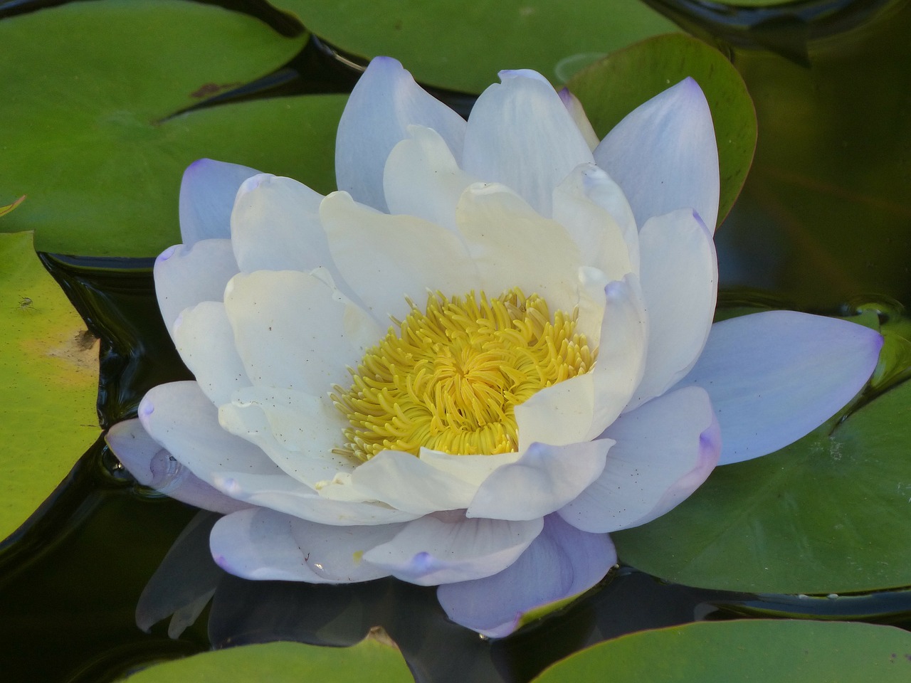 wildflower lily water lily free photo