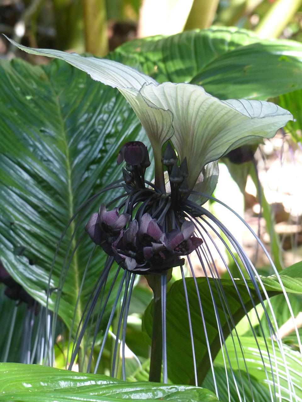 wildflower bat flower floral free photo