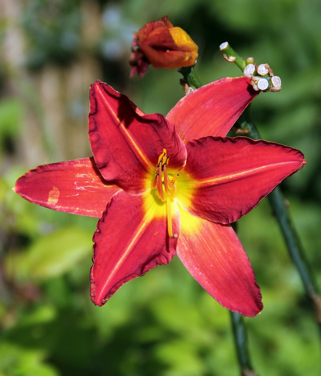 wildflower flower floral free photo