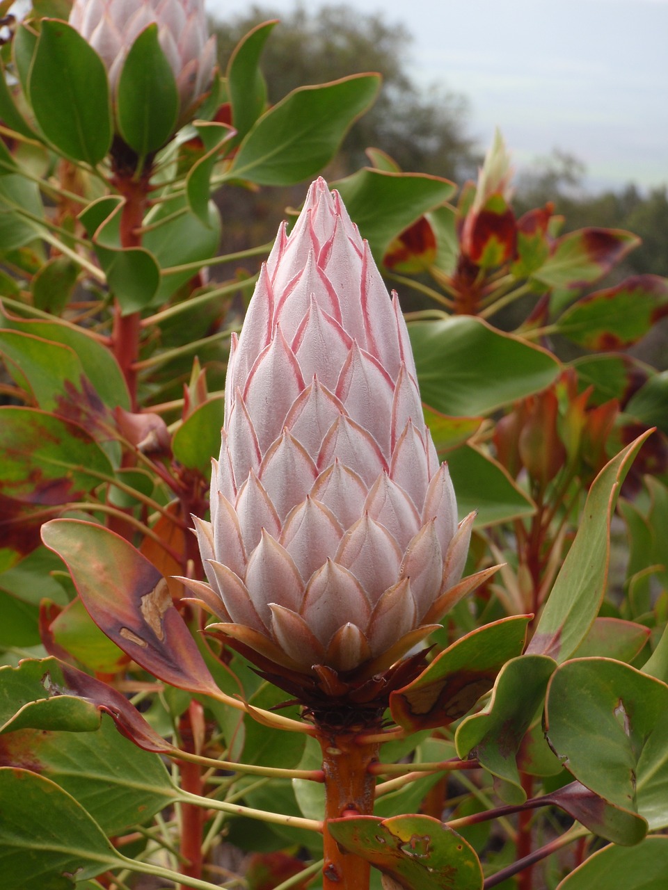 wildflower maui hawaii free photo