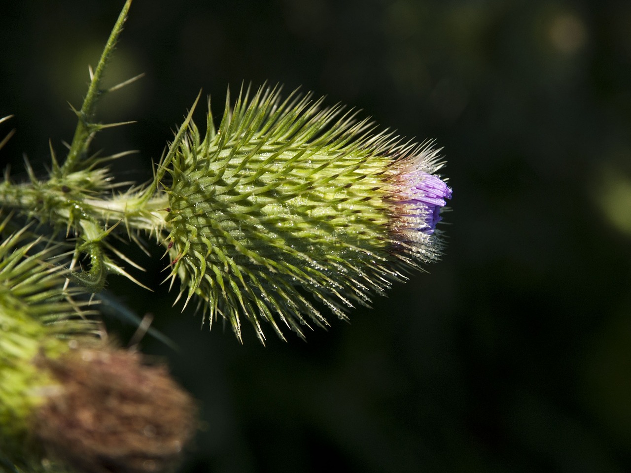 wildflower flower thistle free photo