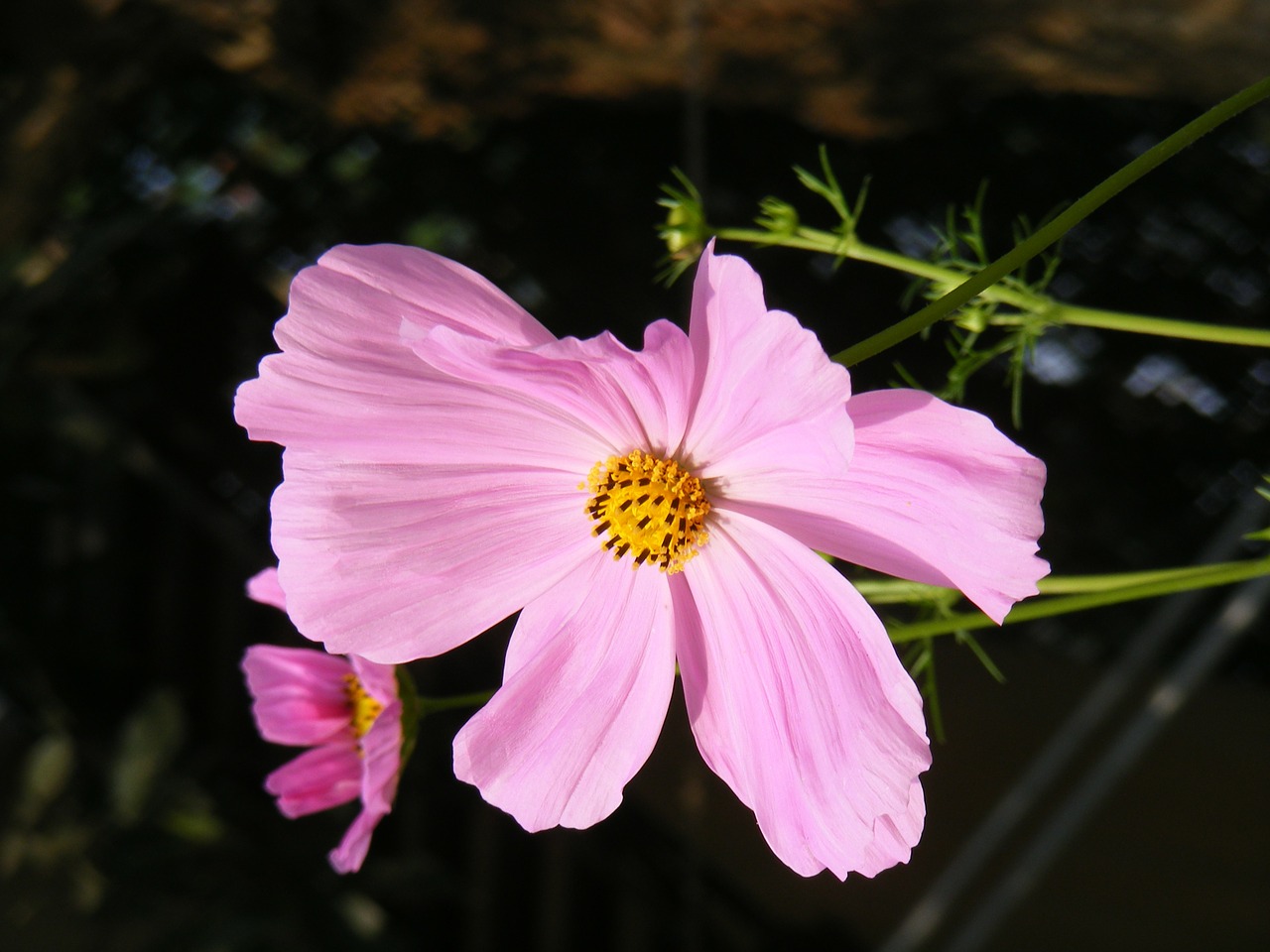 wildflower garden floral free photo