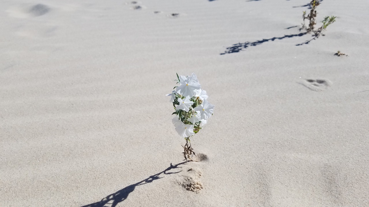 wildflower desert nature free photo