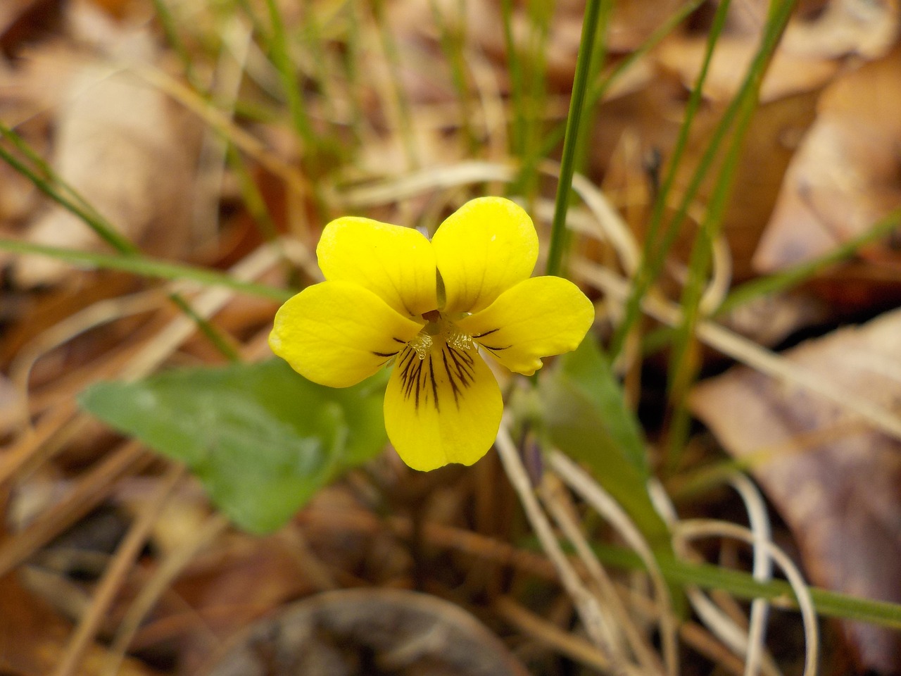 wildflower flower plant free photo