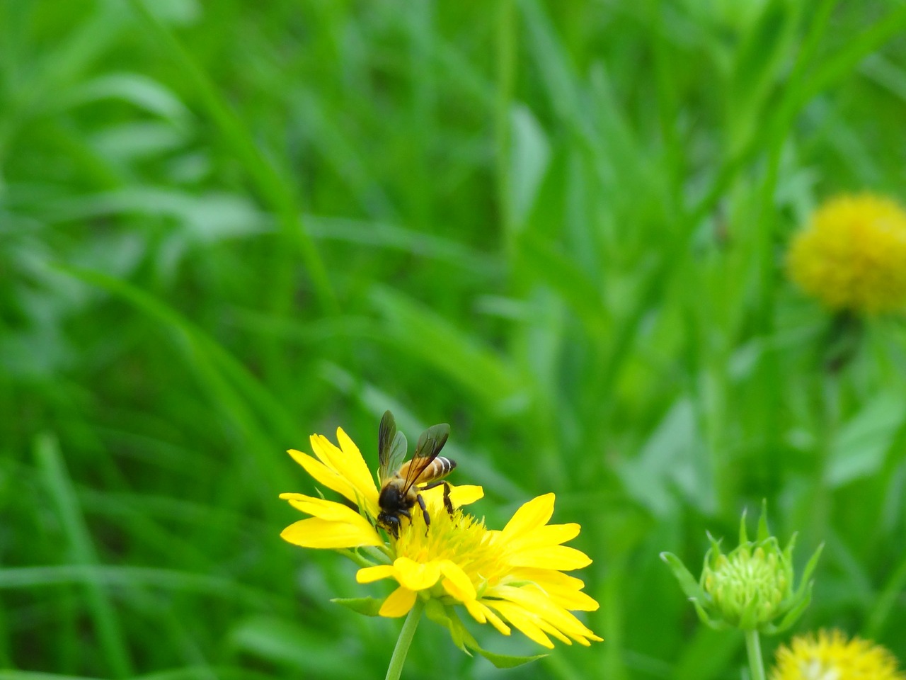 wildflower honey bee flower free photo