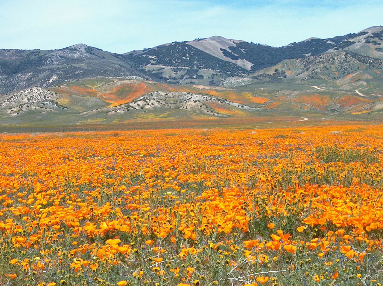 wildflower flower flora free photo