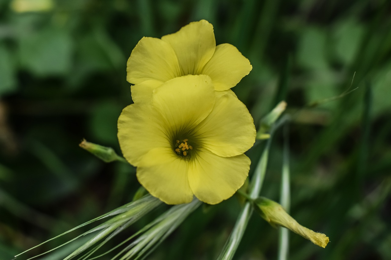 wildflower nature flora free photo