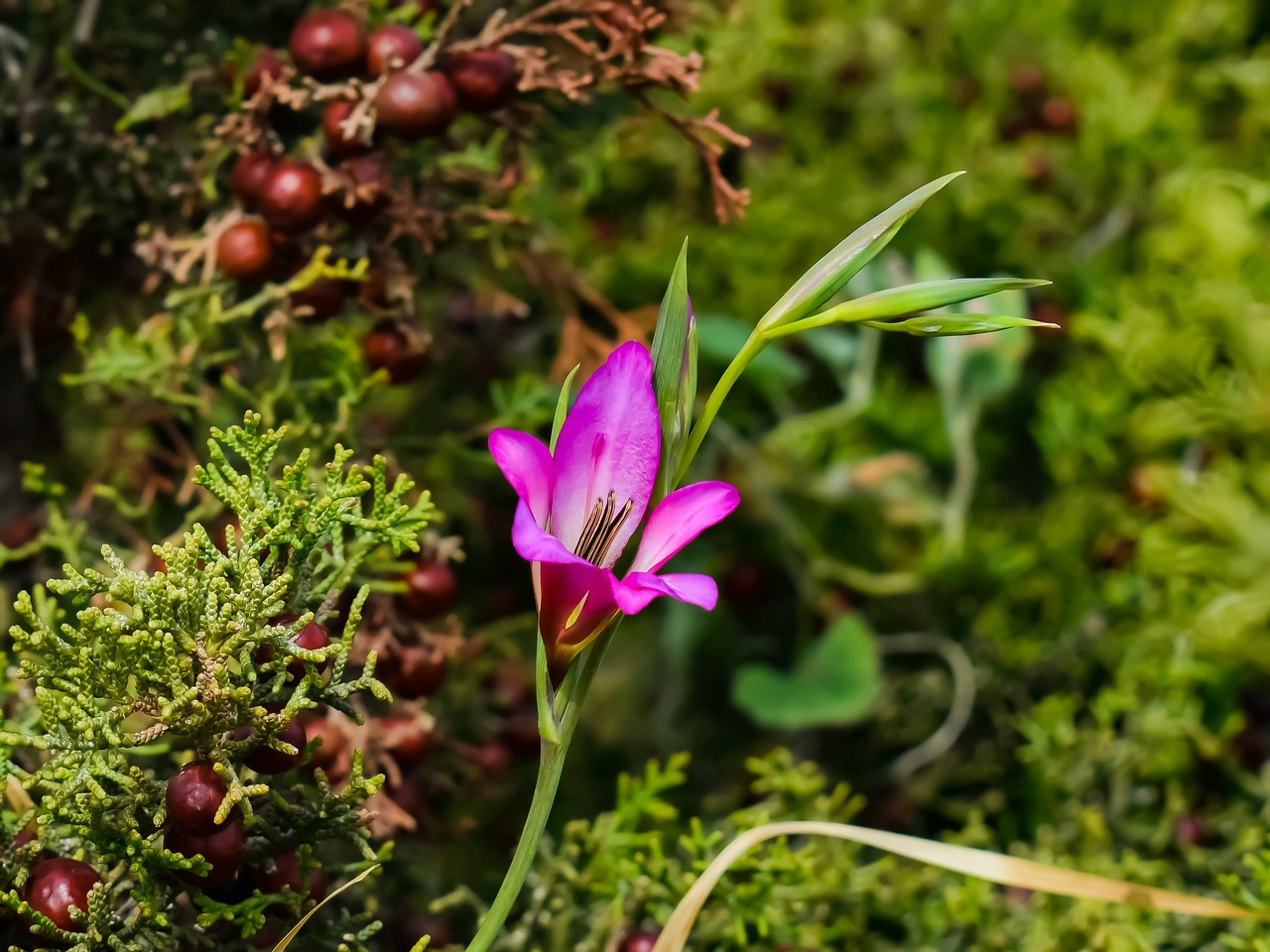 wildflower nature flower free photo