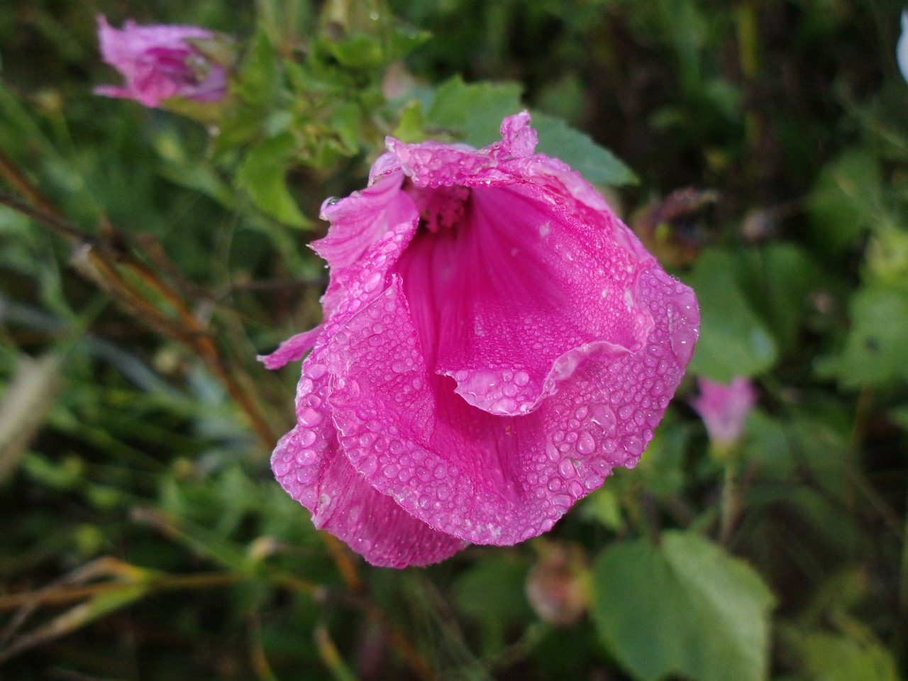 wildflower morning dew wet free photo