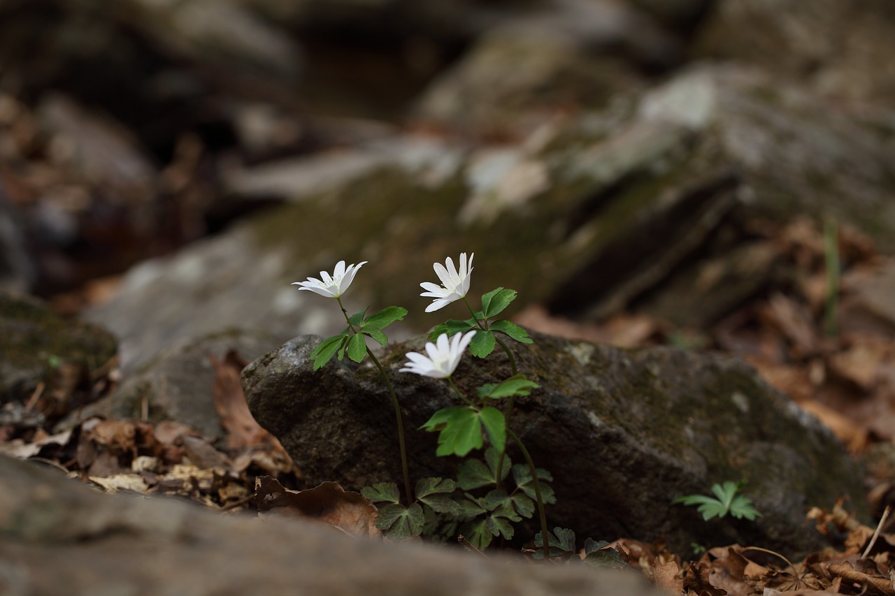 wildflower the pheasant's wind flower valley free photo