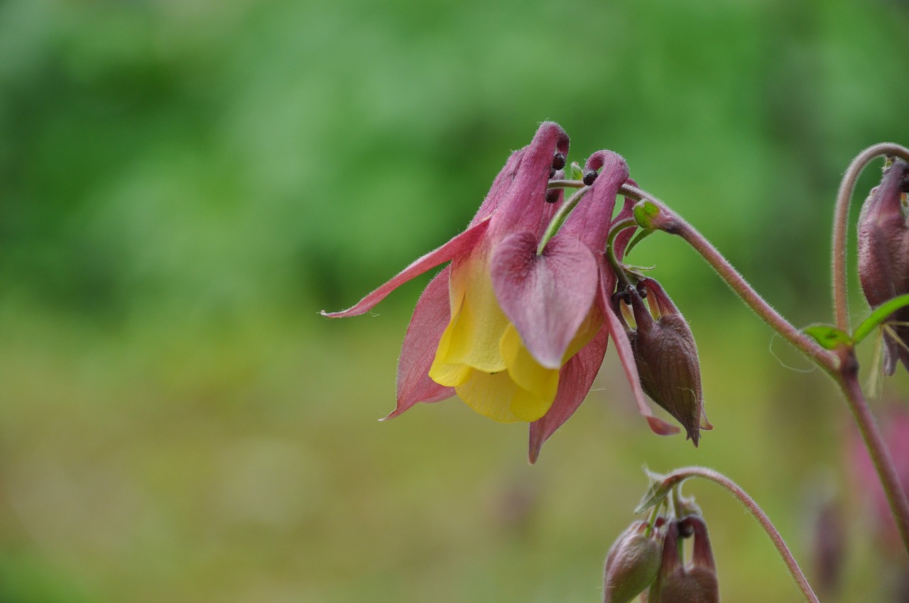 wildflower  mountain  valley free photo