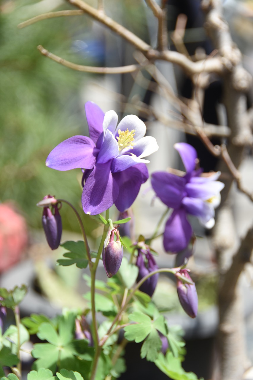 wildflower  behold  spring free photo