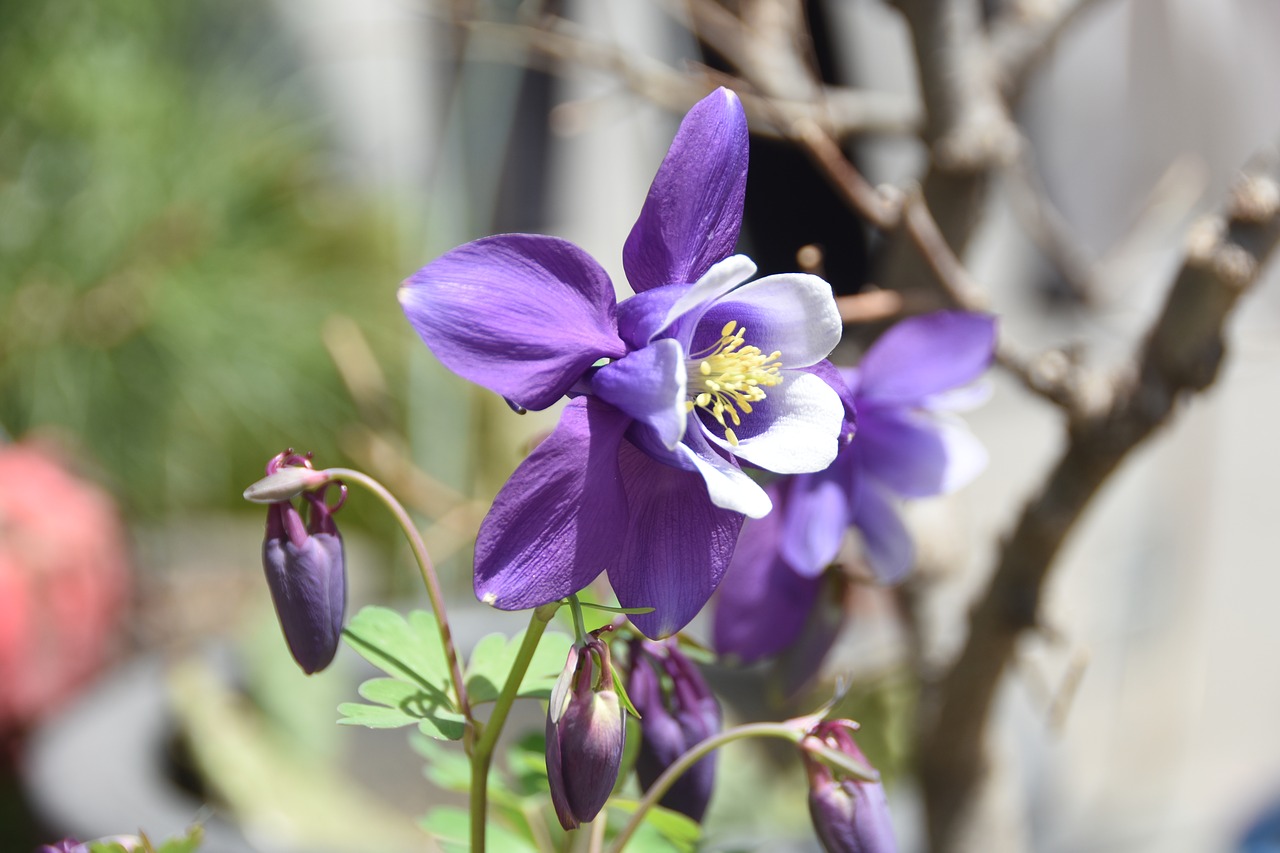 wildflower  behold  spring free photo