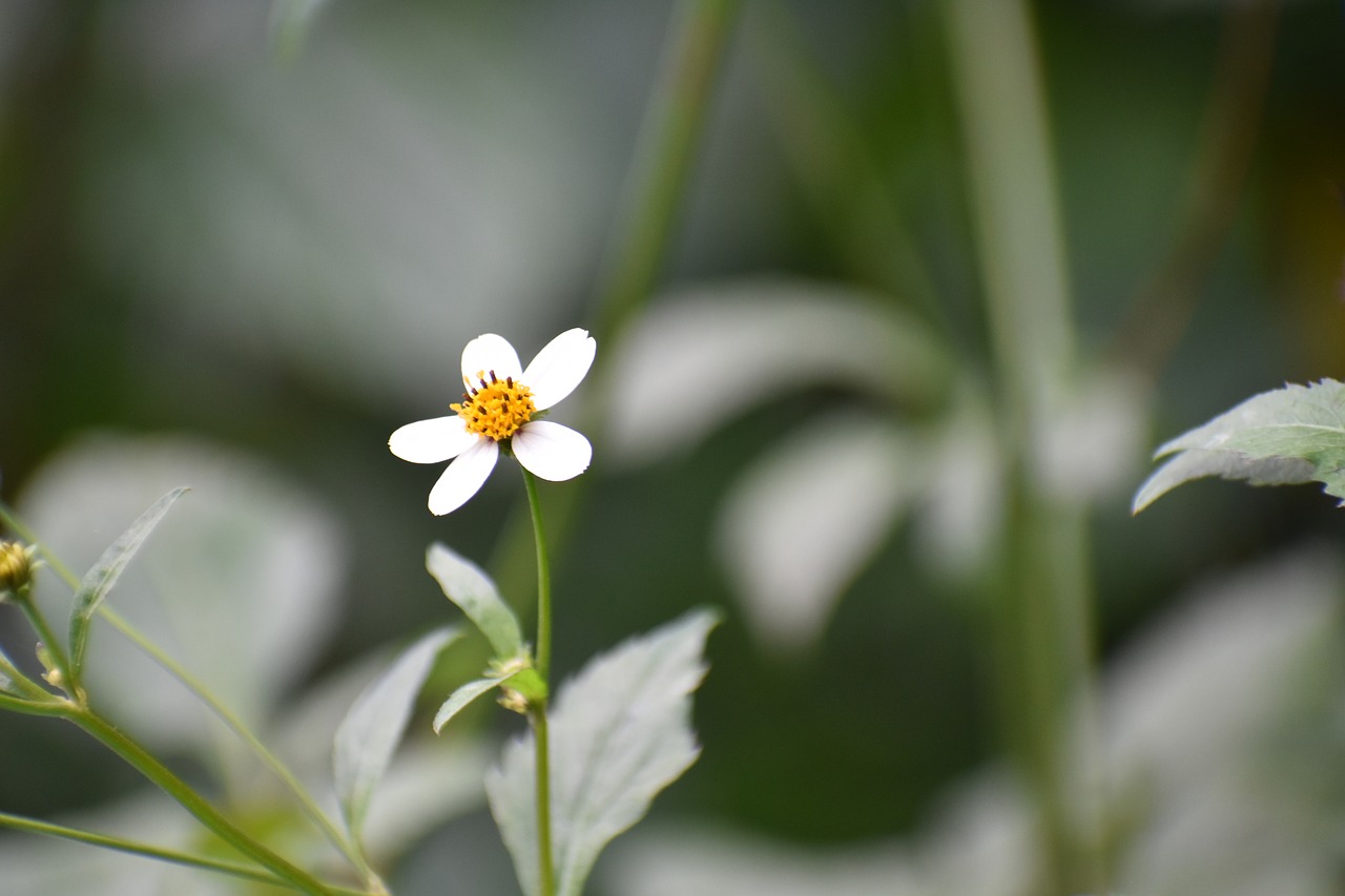 wildflower  while  beautiful free photo