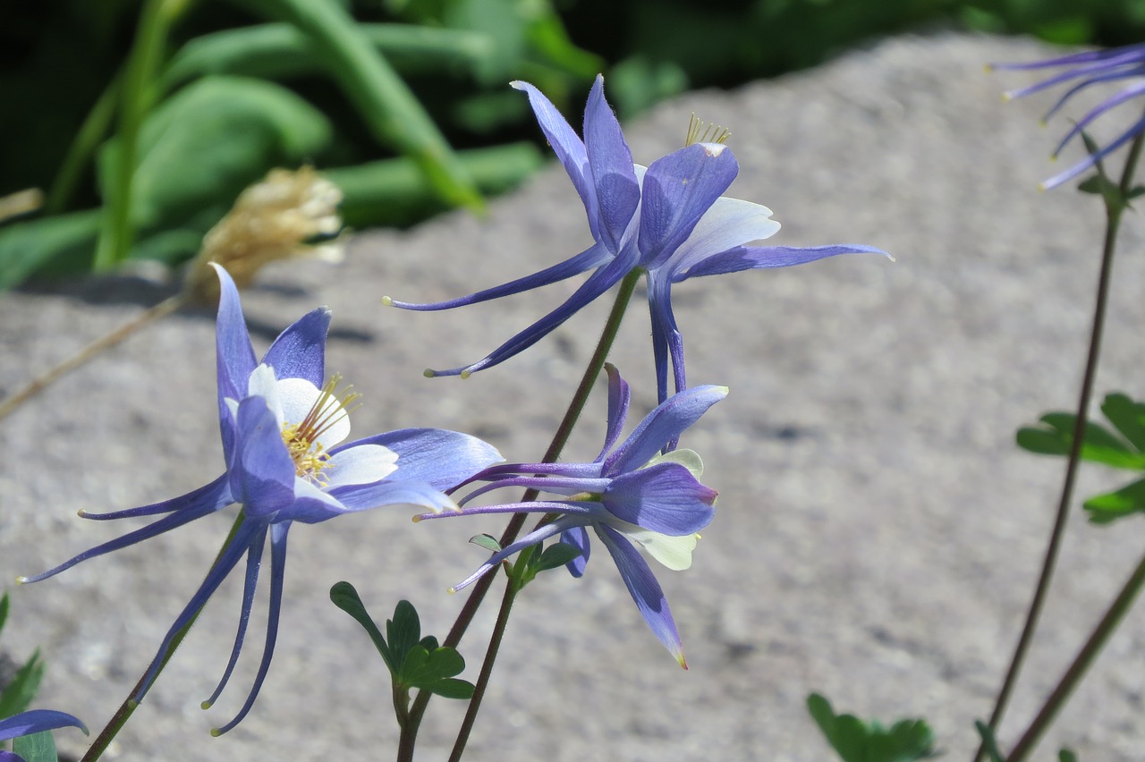 wildflower  columbine  summer free photo